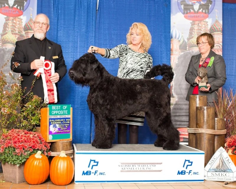 arisha with pro handler rhanda glenn