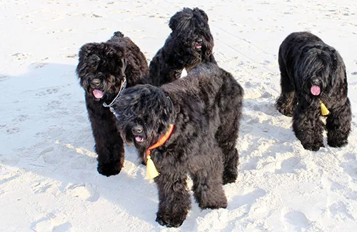 Health Testing In the Black Russian Terrier