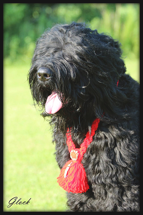 Black Russian Terrier Breeders Who Are Committed to Success