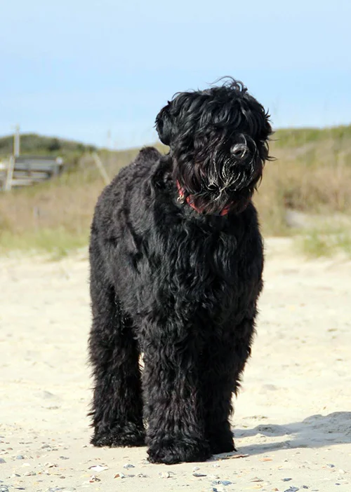 Which Dog Breed Is Right For You?