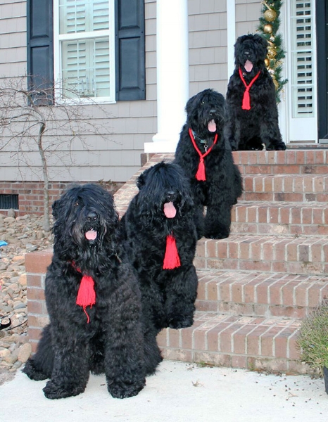Dog breed sale russian terrier