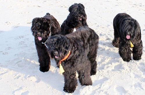 black russian terrier aggression