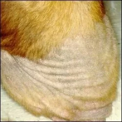 Severe Flea Allergy Dermatitis