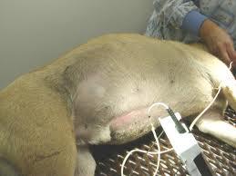 Note the distended abdomen in this bloated dog