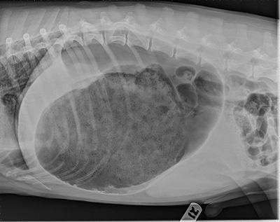 Radiographic appearance of GDV: The pylorus is positioned dorsal to the body of the stomach in this x-ray, indicating the stomach has been twisted.