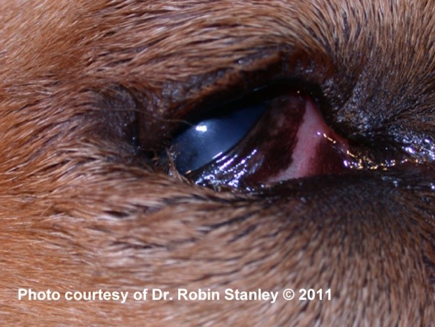 Entropion in a dog: Note the inward rolling of the eyelids