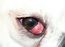 Appearance of Cherry Eye