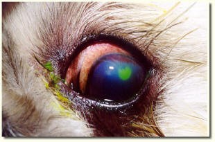 Fluorescein dye showing a corneal ulcer