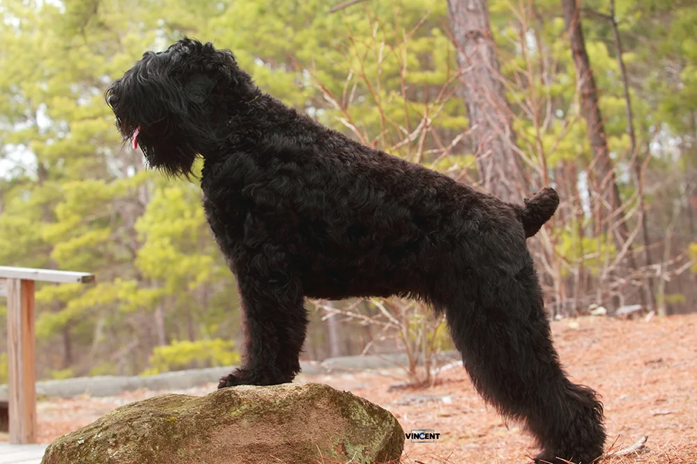 Nika-Standing-on-Rock-copy.jpg