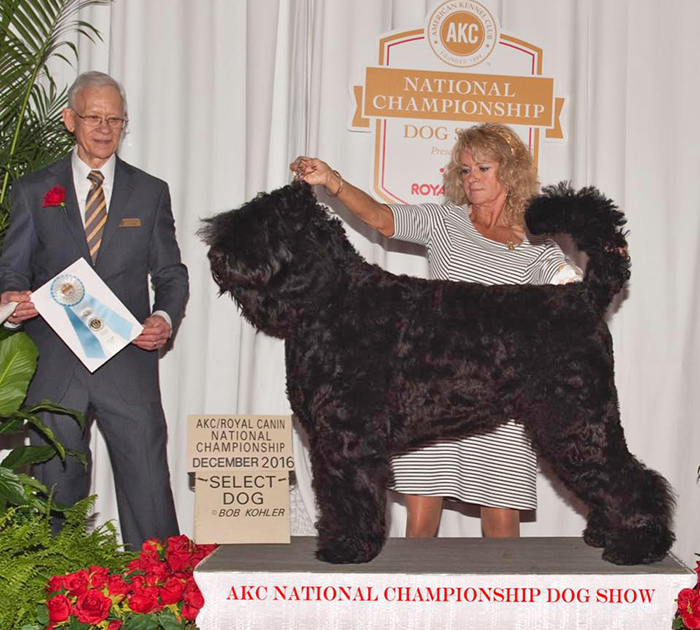2016 AKC Royal Canin National Championship - Select Dog