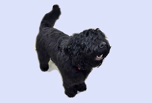 KOLYA