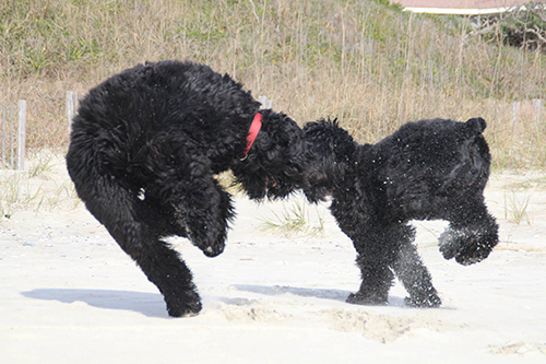 The Dance of the Guardian Bears - Maks (left) with Sister Ziva