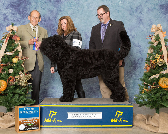 Young Oli Becomes a New AKC Champion, Furniture City, North Carolina, Nov. 2016