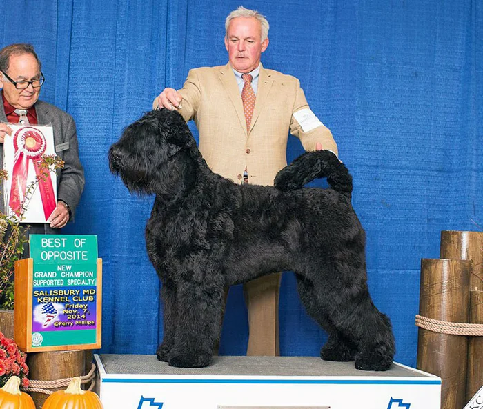 Arisha, Best of Opposite Sex, 2014 BRTCA National Specialty, Salisbury, Maryland