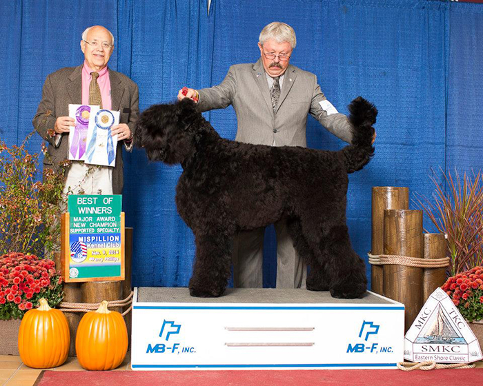 Mishka, Best of Winners, 2014 BRTCA National Specialty, Salisbury, Maryland