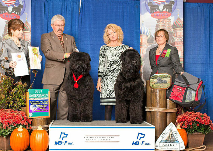 2014 BRTCA National Specialty Sweepstakes - Arisha (right) won Best of Breed and Mishka won Best of Opposite Sex
