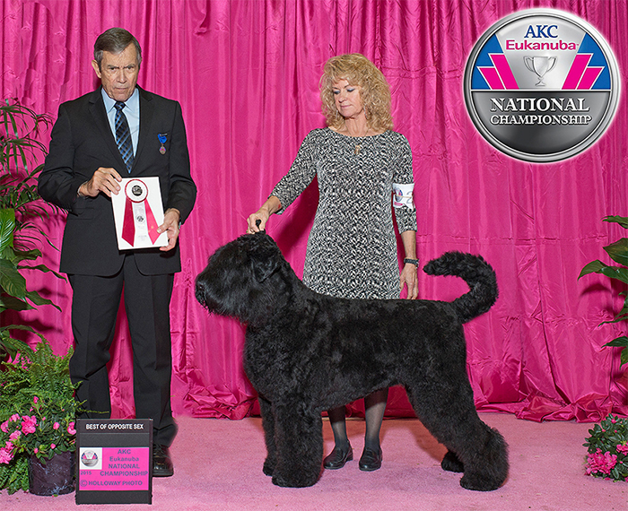 Arisha - Best of Opposite Sex, 2015 AKC Eukanuba National Championship