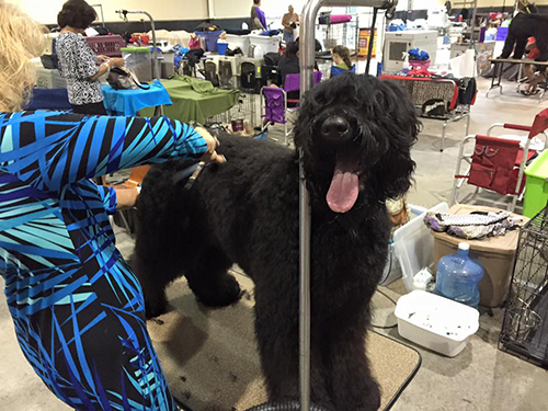 Stoli (Guardian Bears Ahead By A Century) prepares for one of his first conformation shows