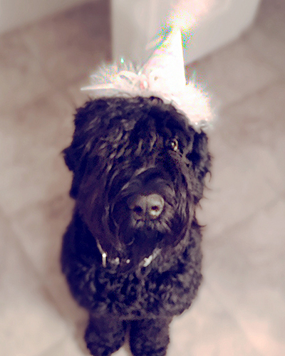 Bernadette (Guardian Bears All You Need Is Love) celebrates her first birthday