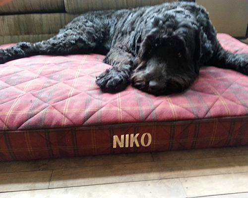 Niko (Guardian Bears American Dreamer)