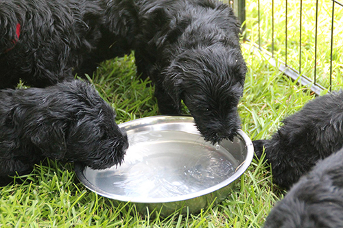drinking up during their play session