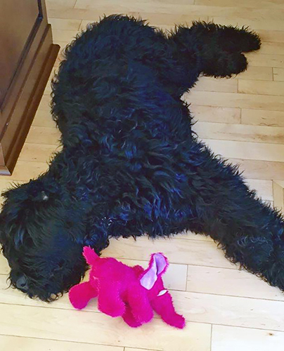 Sirius Black (Guardian Bears Casanova) taking it easy with a pink elephant