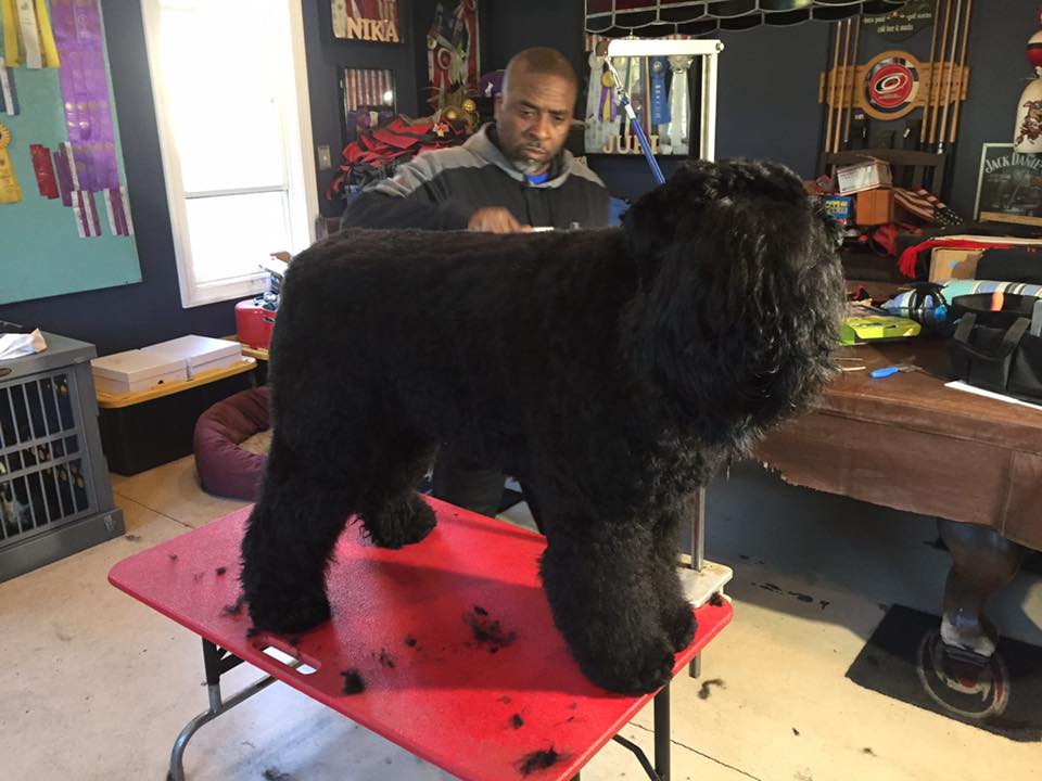 Tamako (Guardian Bears Covergirl Beauty) and her Dad getting ready for show time