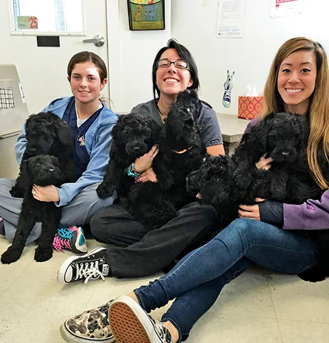 Final vet appointment before the babies go to their forever homes. They are handled with pure love by our fabulous vet techs at Arendell Animal Hospital.
