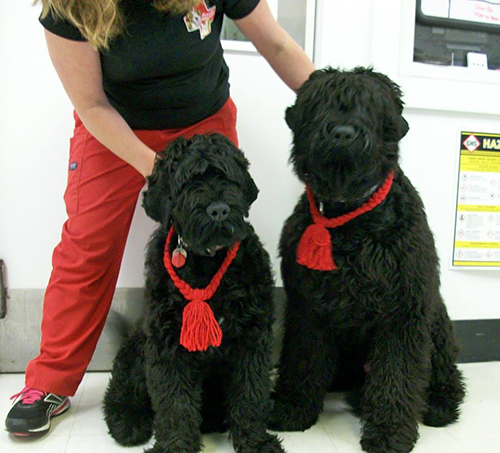 Baby Kol (left) with big brother Mishka
