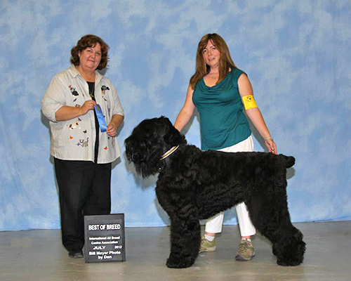 Juri, Best of Breed, IABCA Show, July 2012