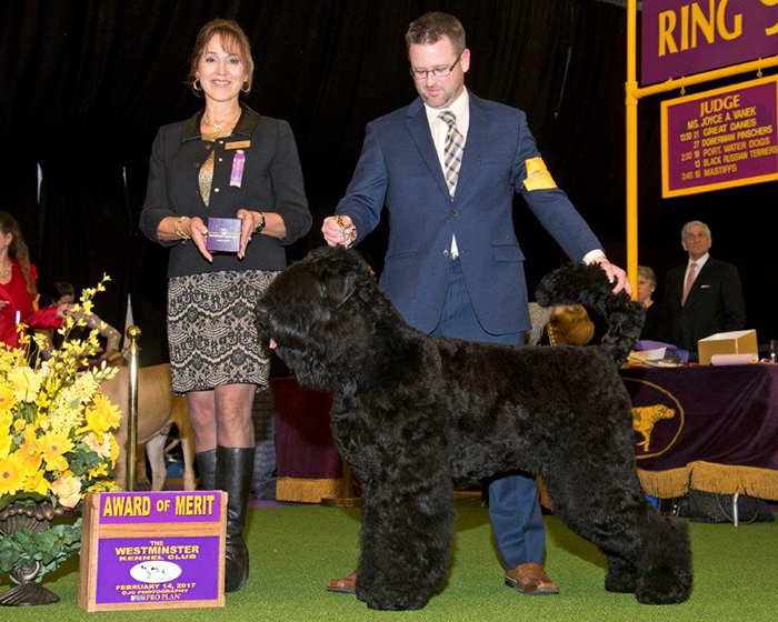 2017 Westminster Kennel Club - Award of Merit - 18 months of age