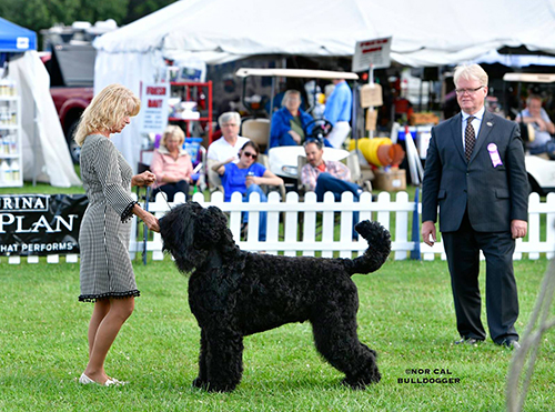 Oli with pro handler Rhanda Glenn