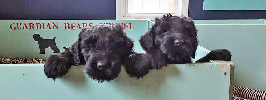 D Litter girls, Nadia and Lincoln