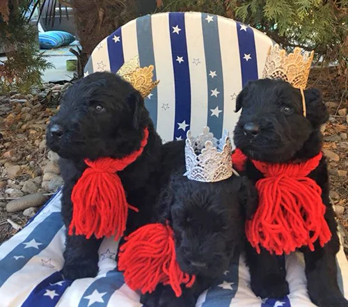 ROYAL E LITTER