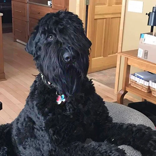SIRIUS BLACK (GUARDIAN BEARS CASANOVA)