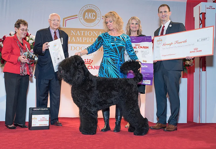 Oli, Working Group 4, 2017 AKC Royal Canin National Championship Oli is the first Black Russian Terrier to win a group placement at the AKC National Championship!