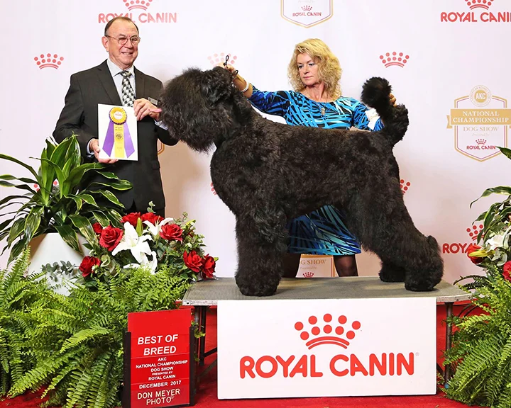 Oli, Best of Breed, 2017 AKC Royal Canin National Championship