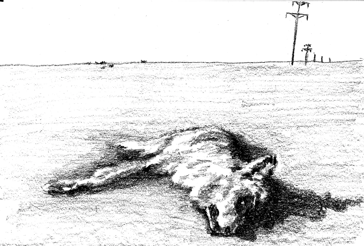  Coyotes [3/3], charcoal on paper, 4" x 6", 2012 - SOLD 