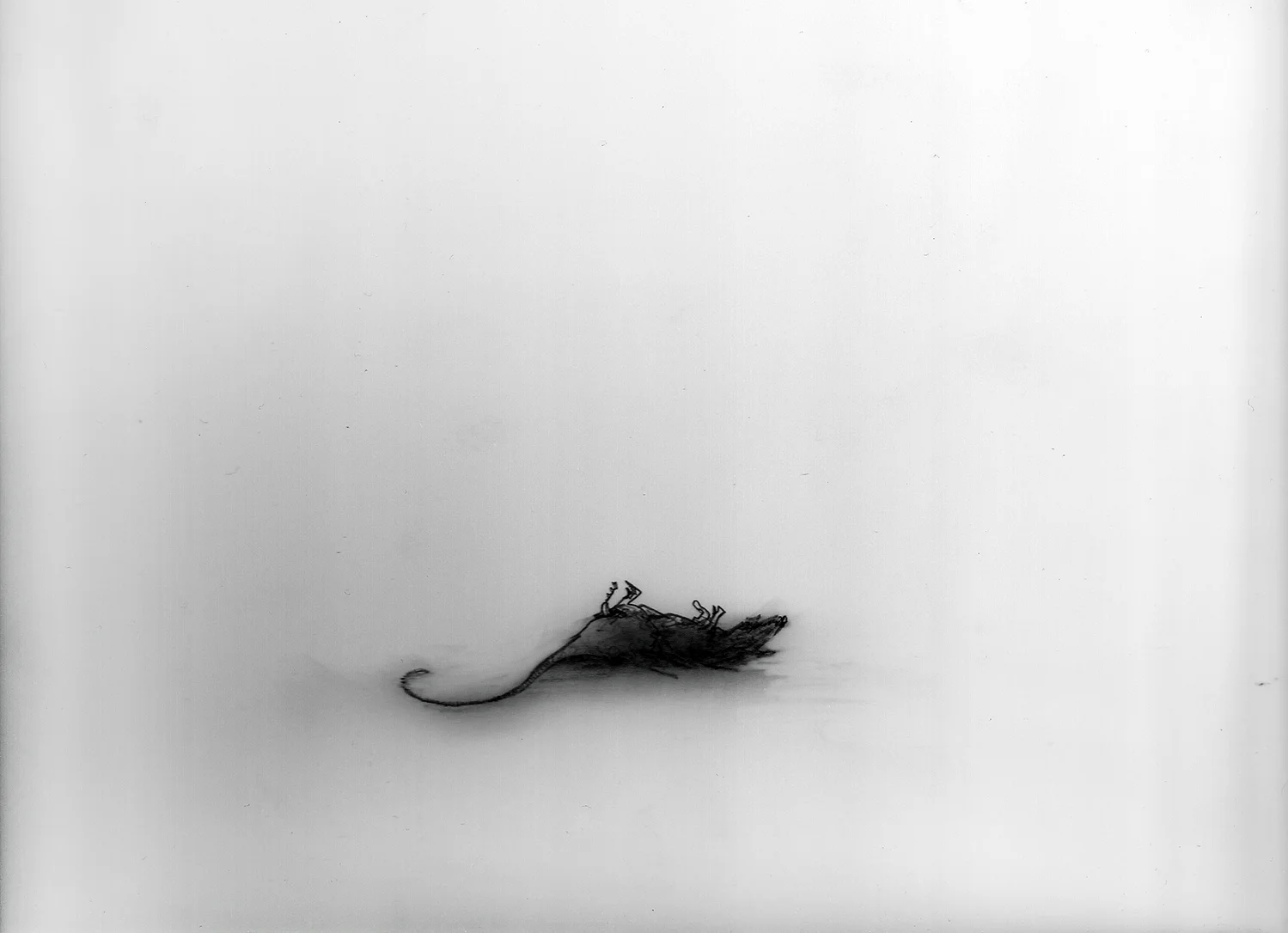   Rats, Lay Down Flat (for Syd)  Graphite on vellum 11 x 14 in 2011 