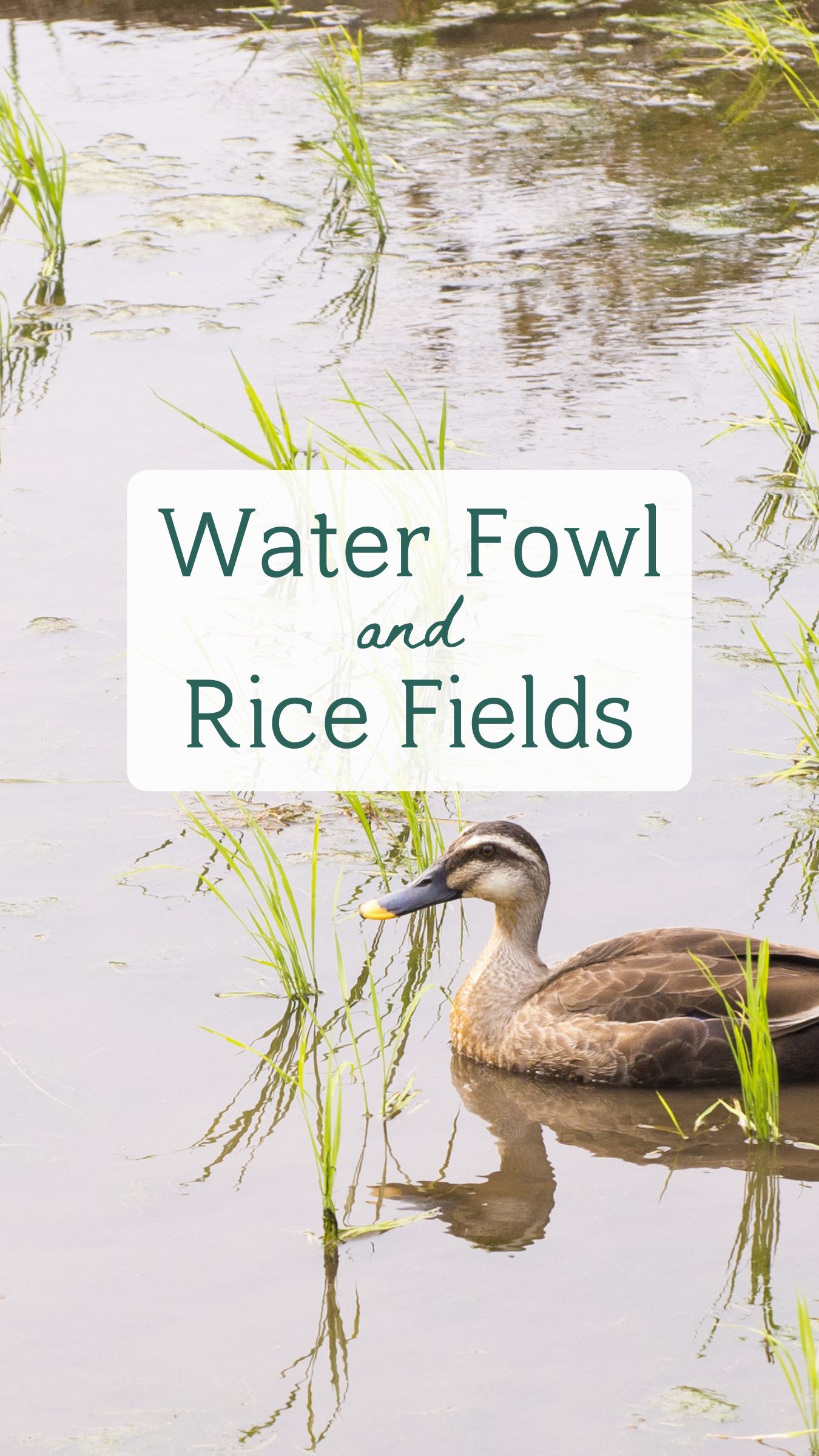 Water Fowl & Rice Fields.png