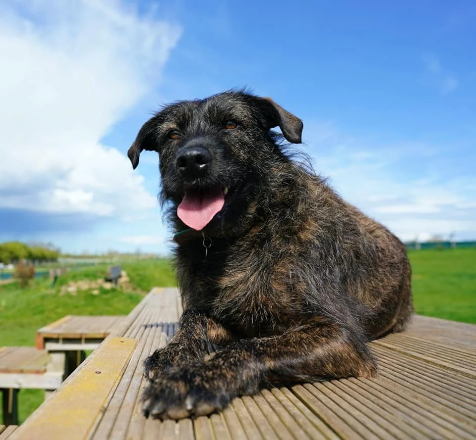 danielle tillie 6.jpeg