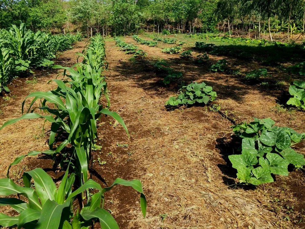 farm%2Bspring%2B2016%281%29.jpg