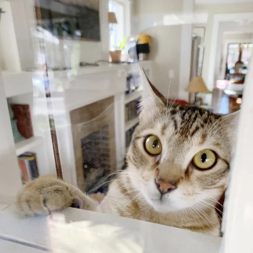 How We Made Homemade Glass Cleaner Using Three Ingredients