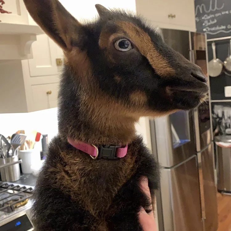 Our Funny, Loud, Hoppy, Chewy, Lovable Little Girl