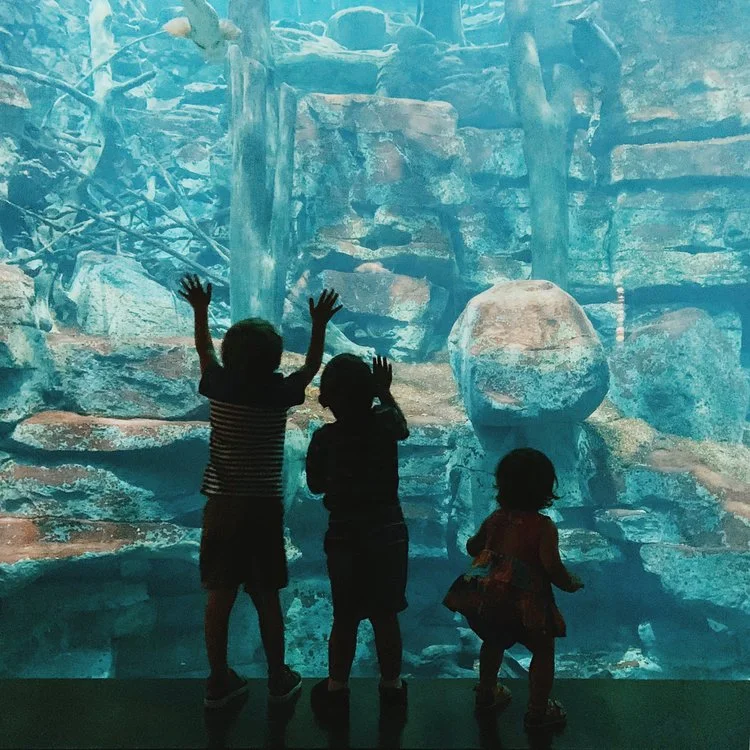 An Afternoon at the Tennessee Aquarium