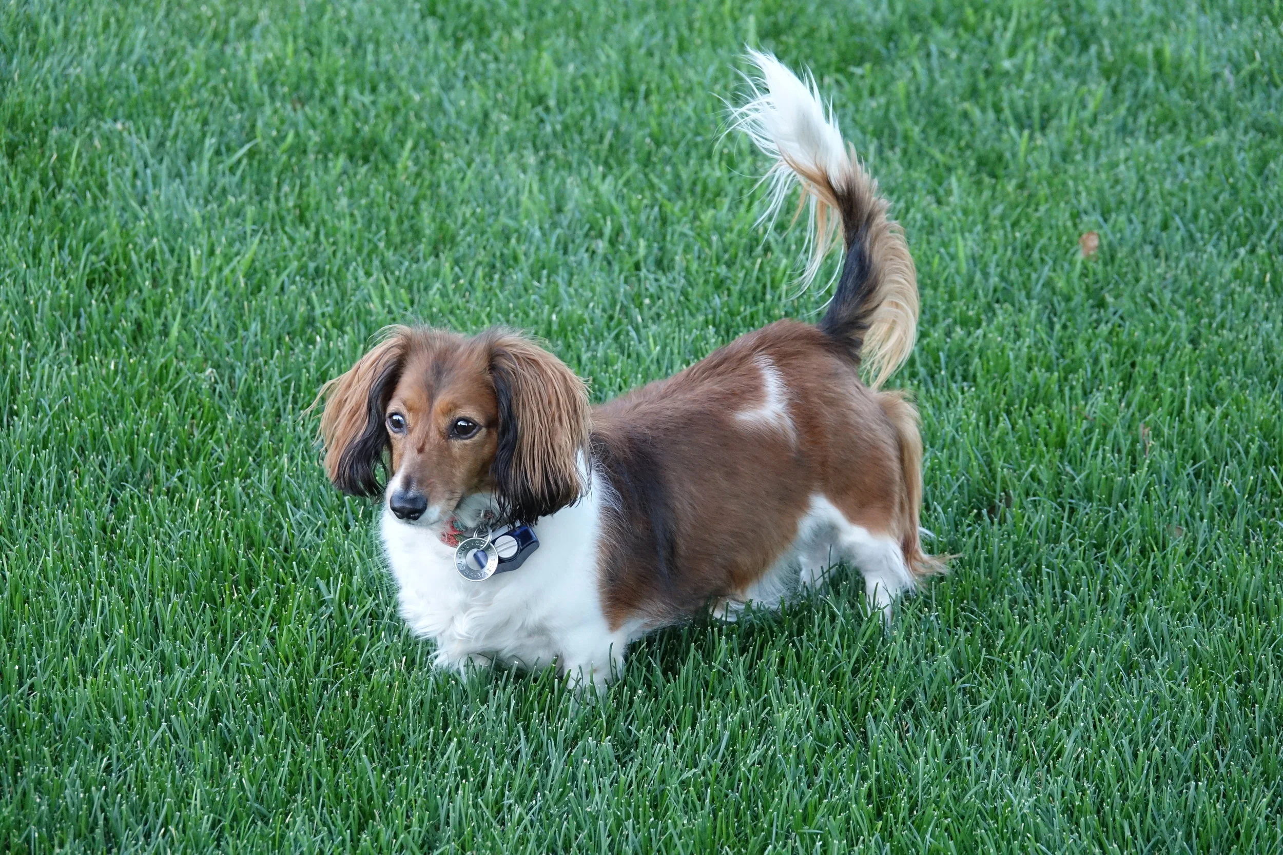 2017-06-15 Maisie and Molly 00097.JPG