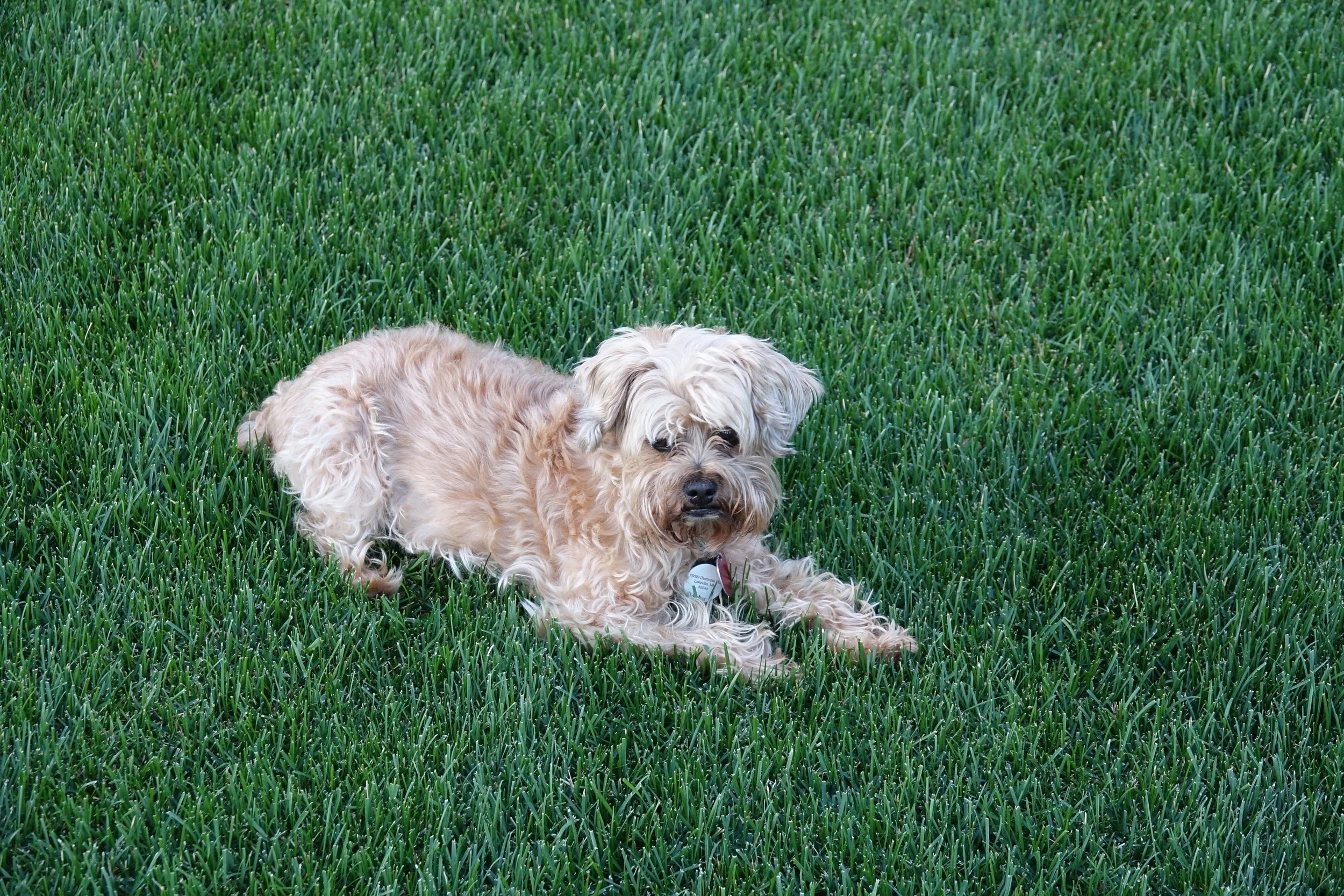 2017-06-15 Maisie and Molly 00103.JPG