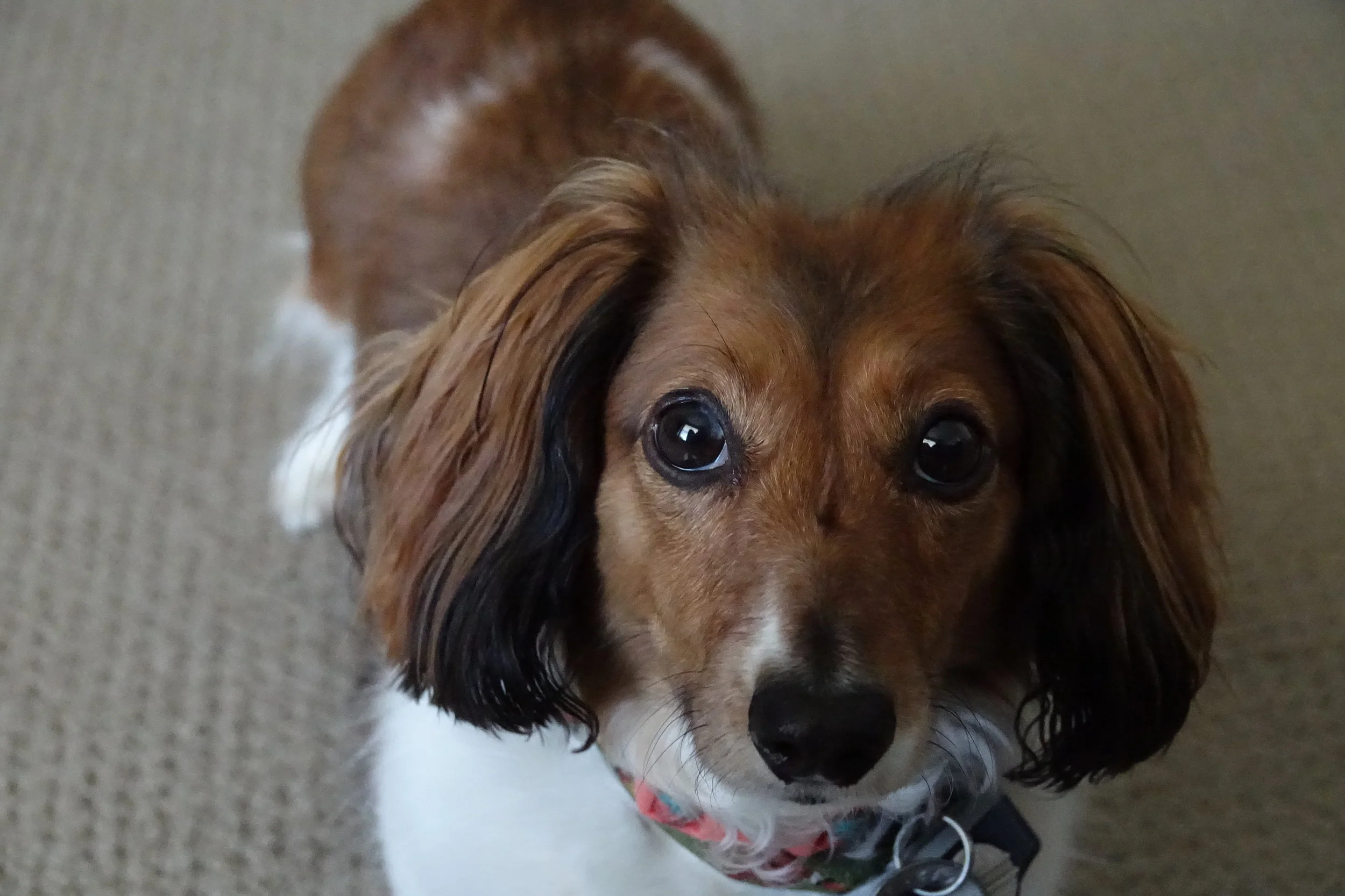 2017-06-15 Maisie and Molly 00092.JPG