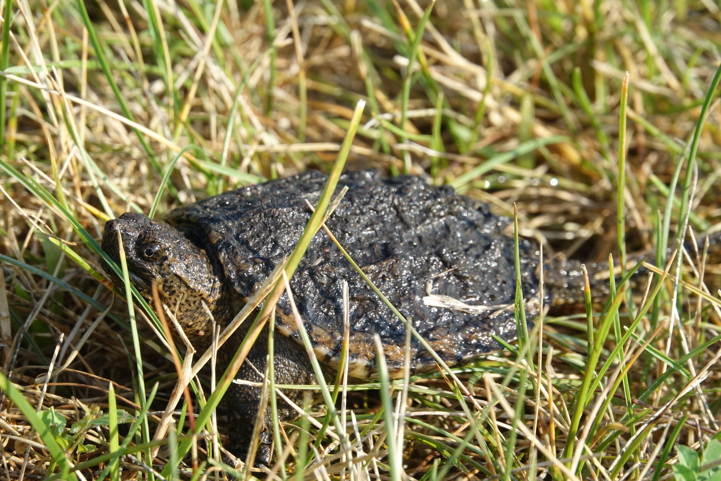  Young Snapping Turtle 