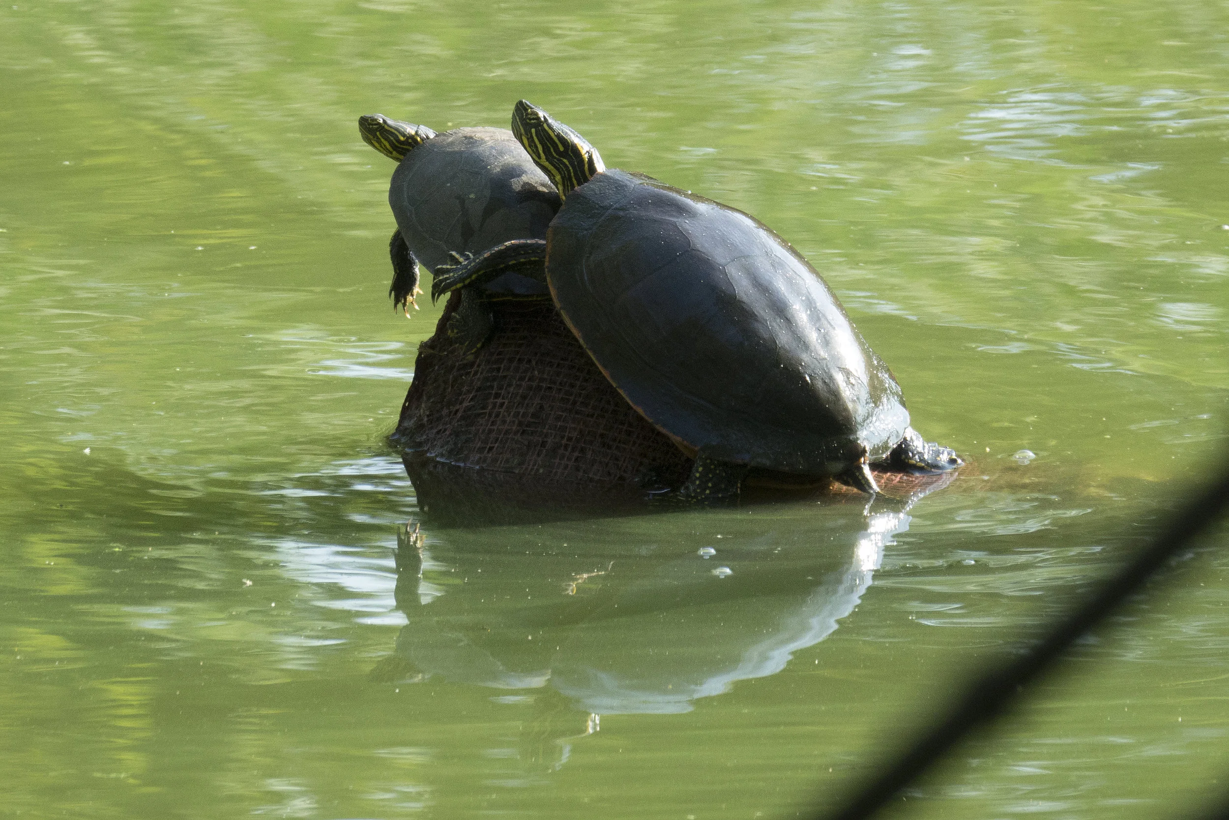  Painted Turtles 